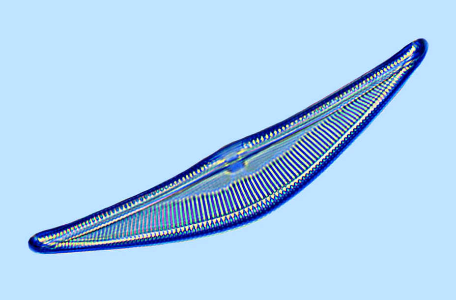 Amphora Amphora graeffi